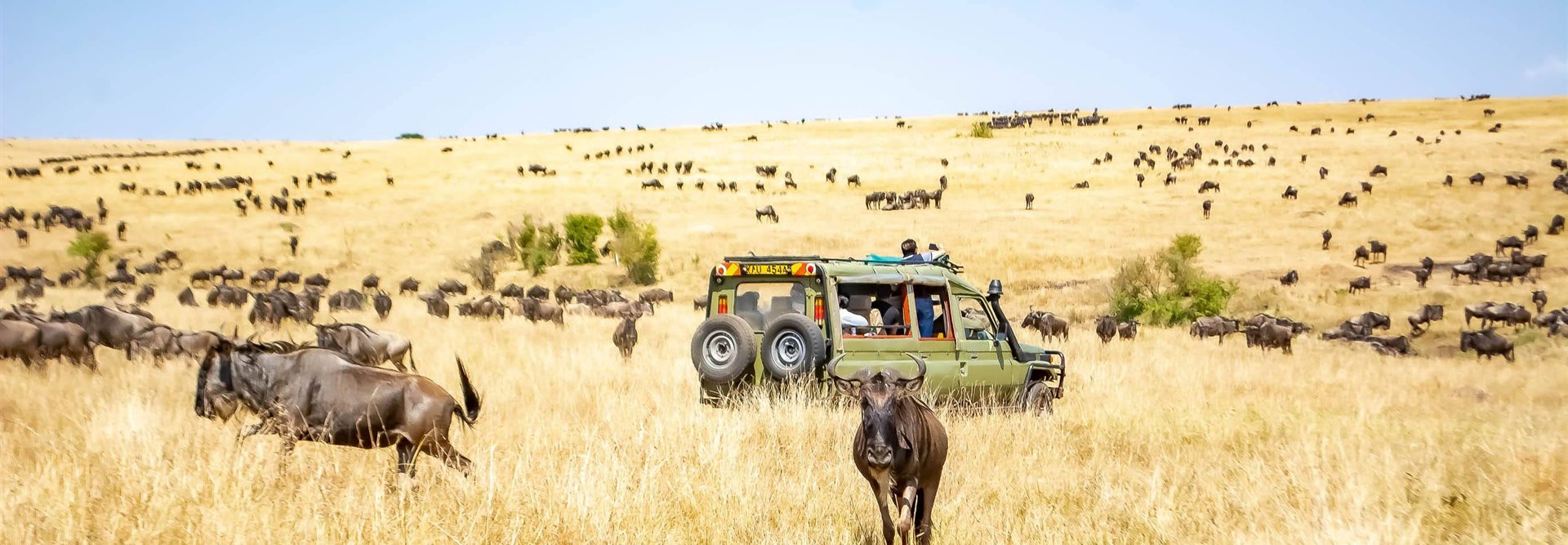 Safari vehicle among wildebeest during the Maasai Mara migration