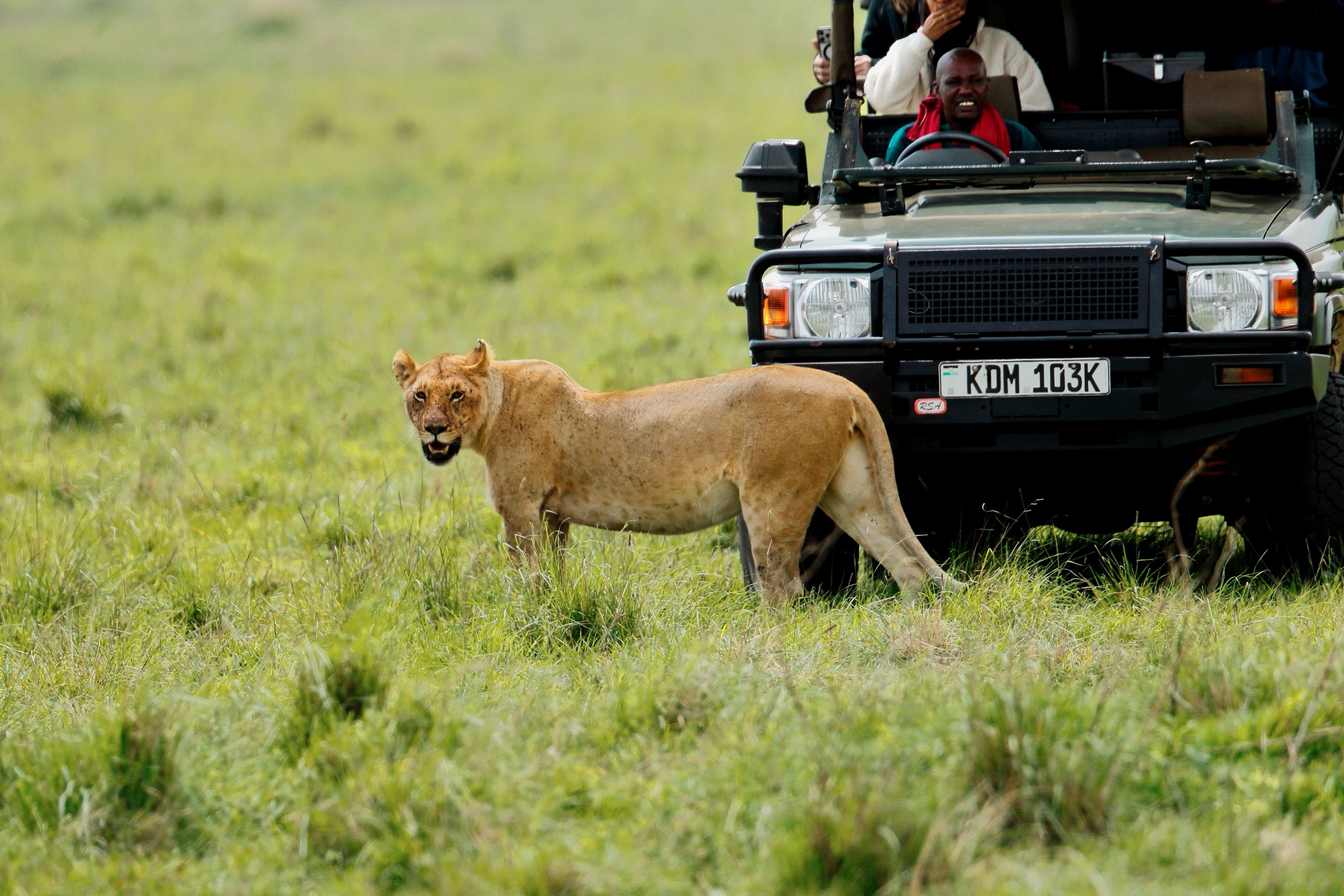Lioness beside a safari vehicle in the grasslands