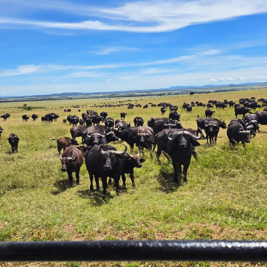 3 Day Maasai Mara Safari