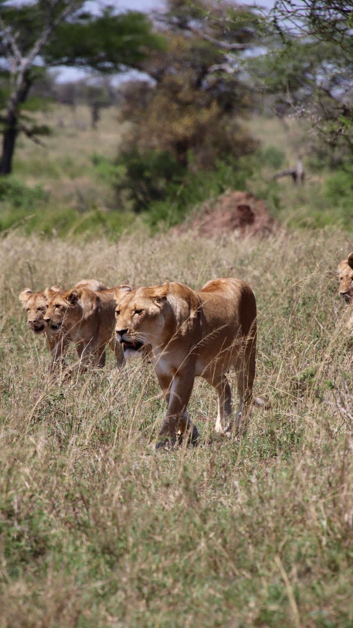 4 Day Maasai Mara & Lake Nakuru Safari