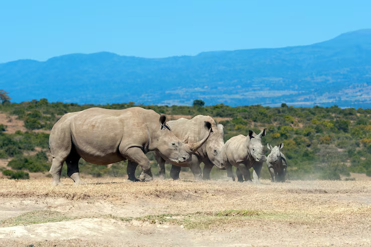 Olpejeta Conservancy