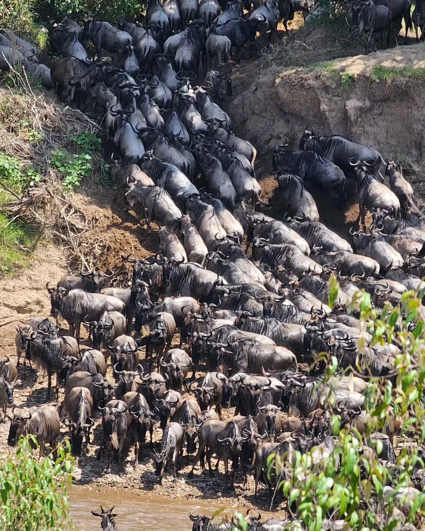 5 Day Maasai Mara, Lake Nakuru & Lake Naivasha Safari