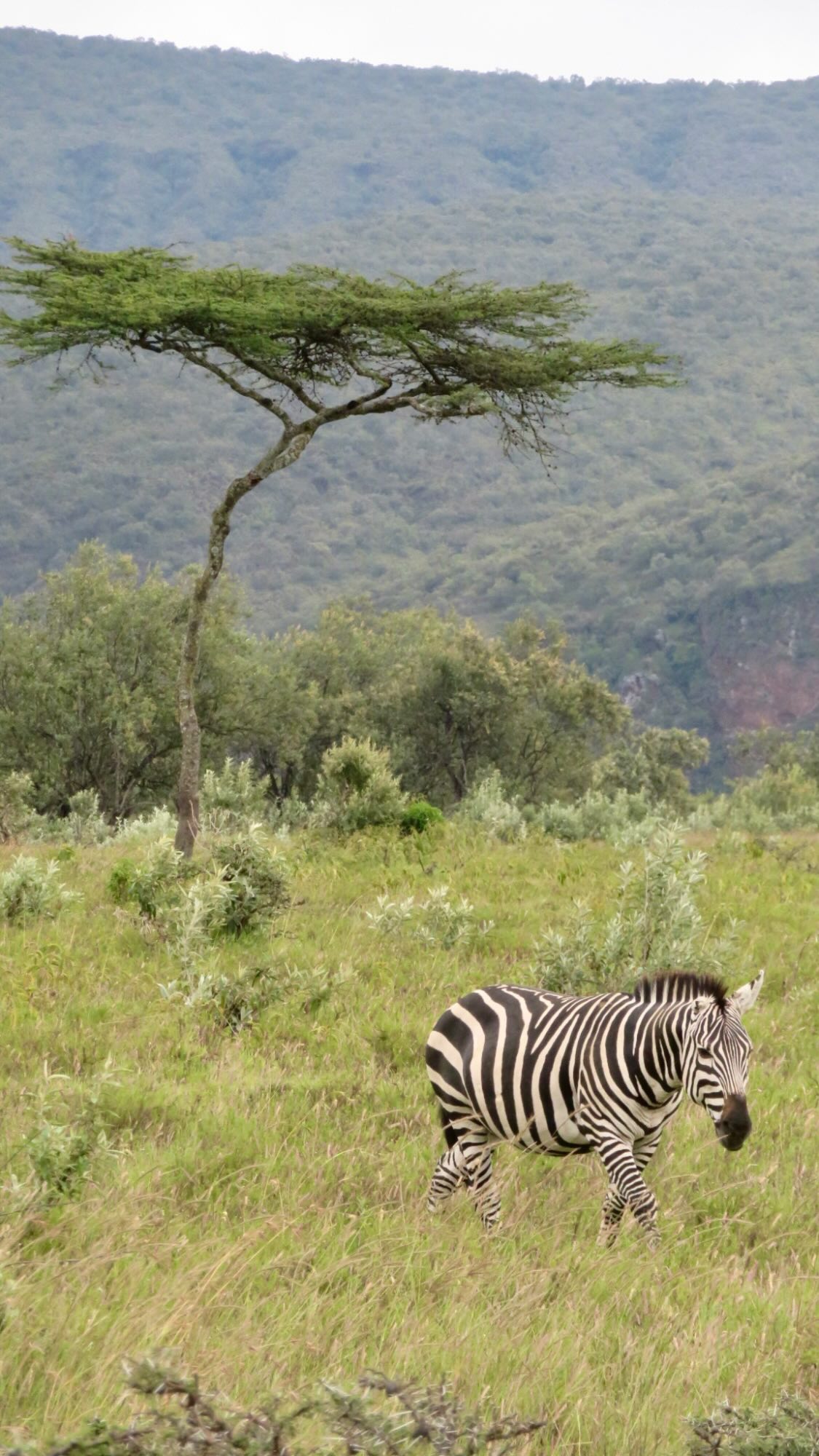 Hells Gate and Lake Naivasha Day Safari