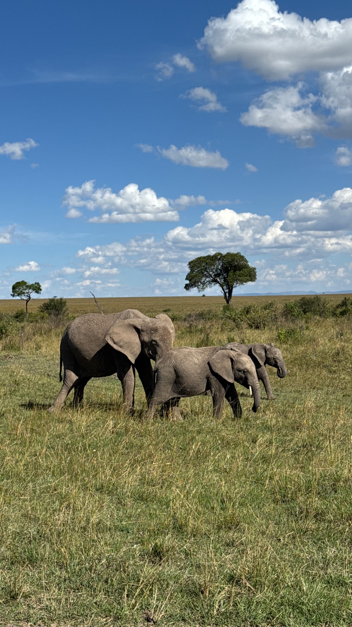 7 Day Amboseli, Lake Nakuru, Lake Naivasha & Maasai Mara Safari