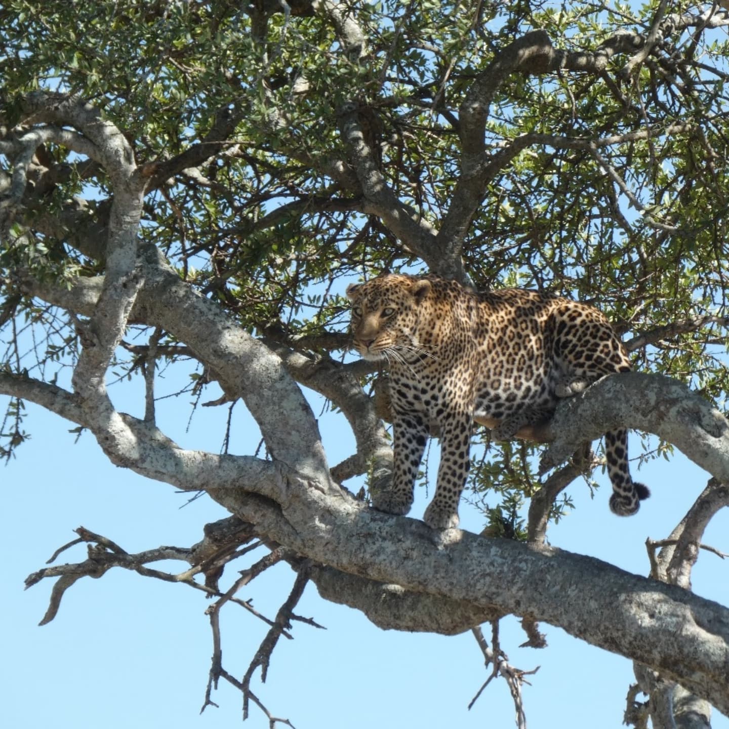 8 Days Best of Lenmanya Safari