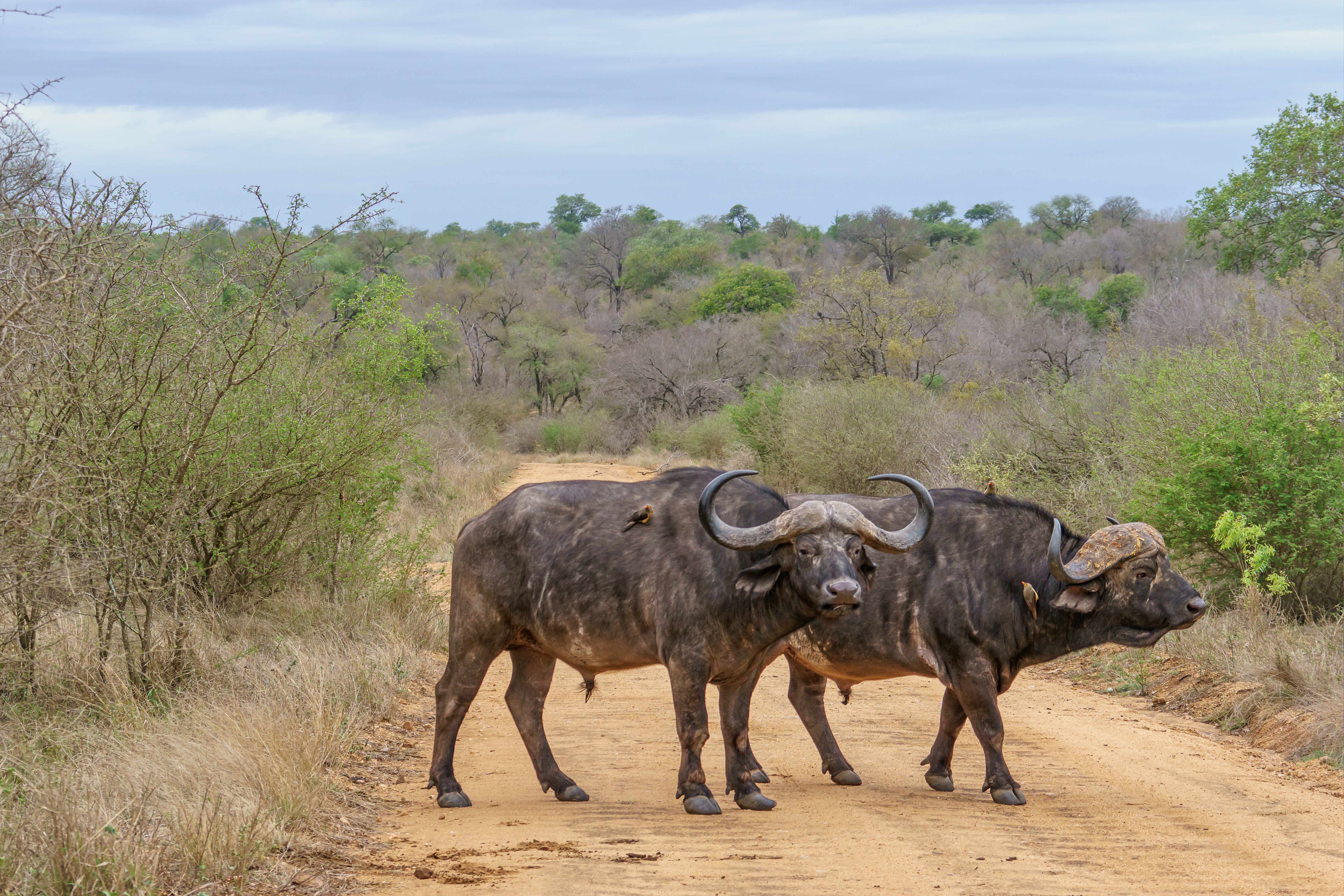 Tsavo East & West National Parks