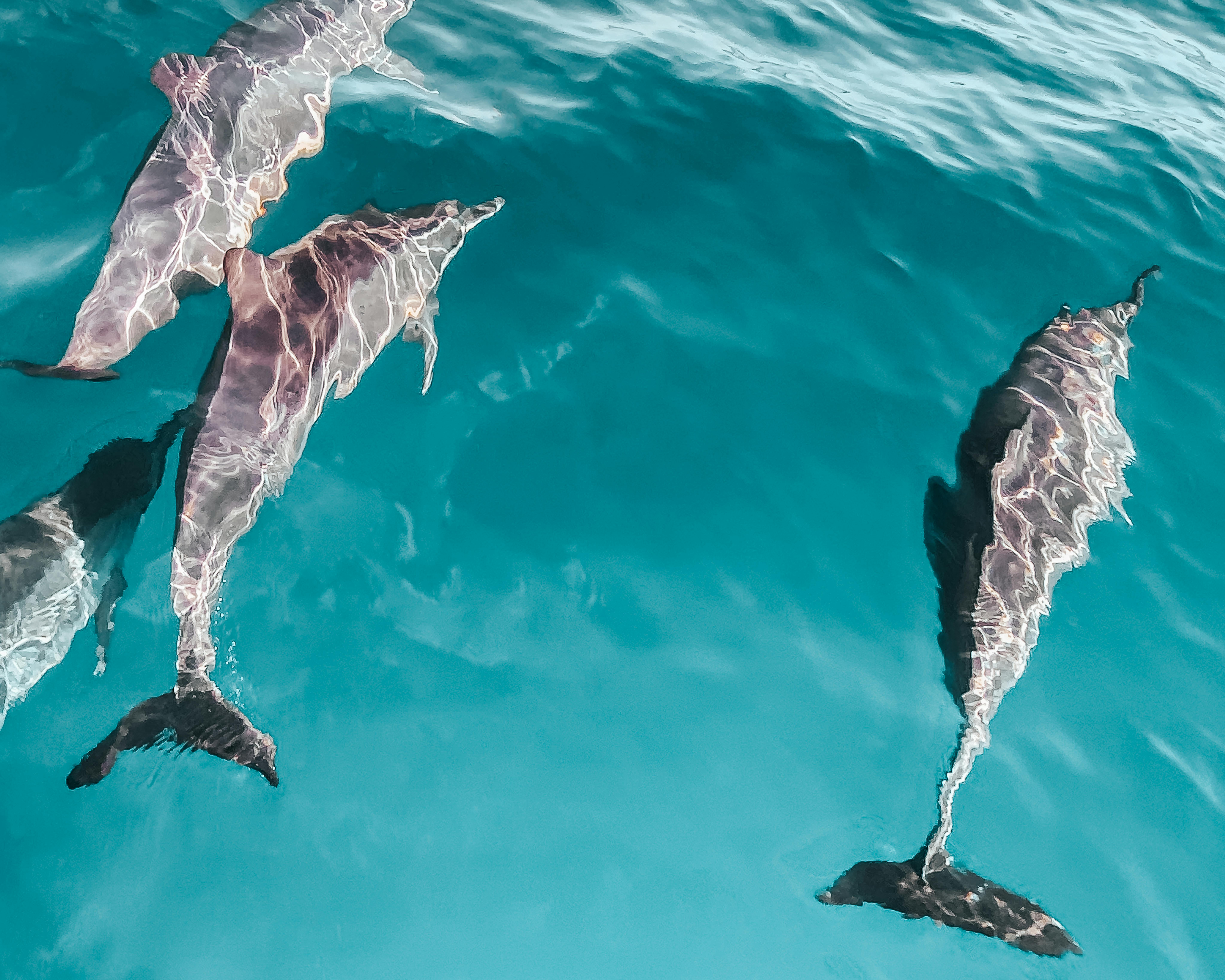 Wasini Dolphins Safaris